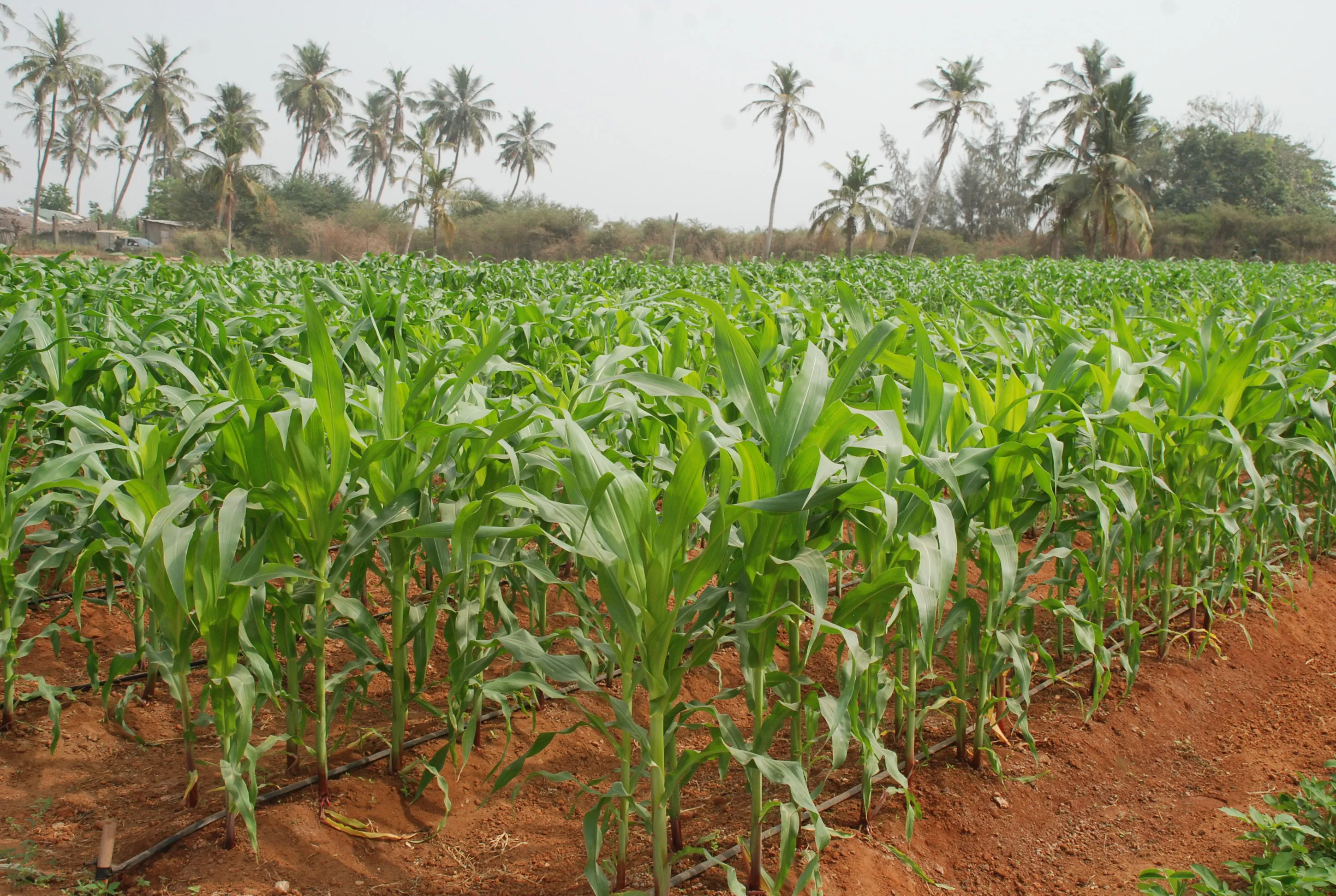 Champ de cultures diverses