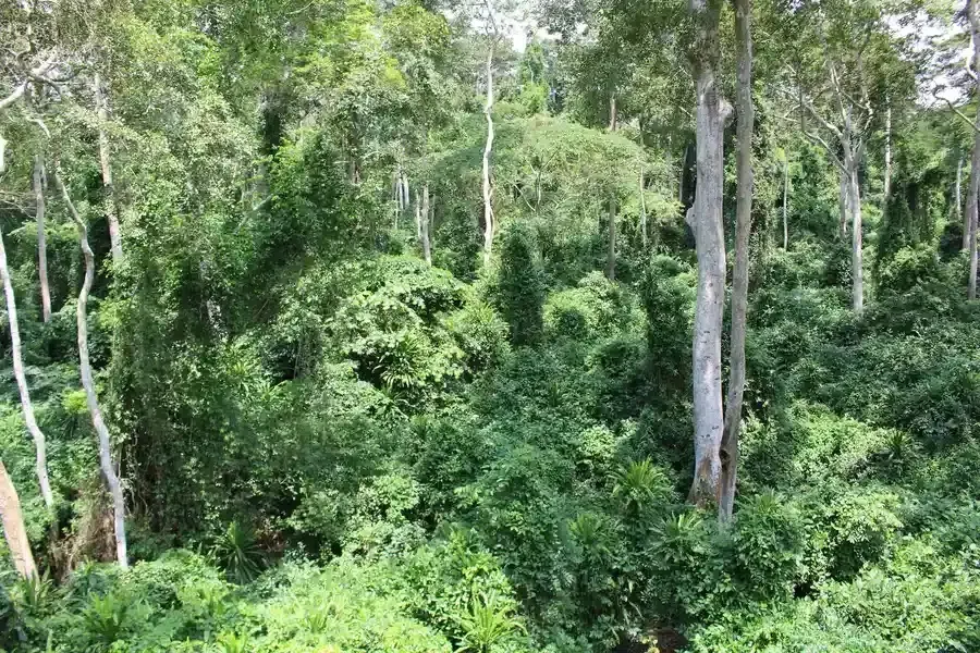 Les forêts disparaissent sous la pression anthropique